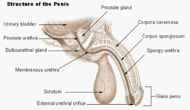 Eric's Penis