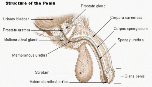 The structures of the human penis