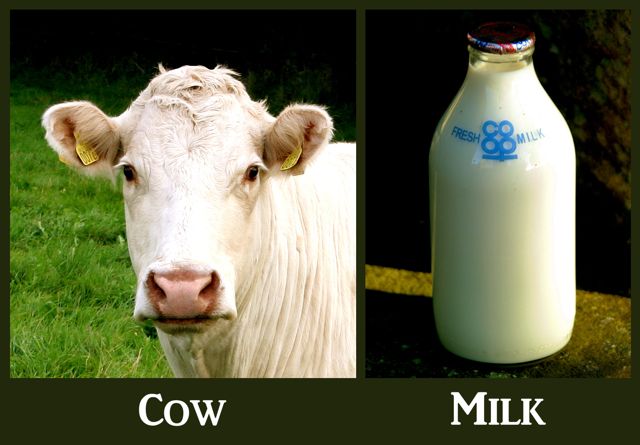Cow and milk bottle